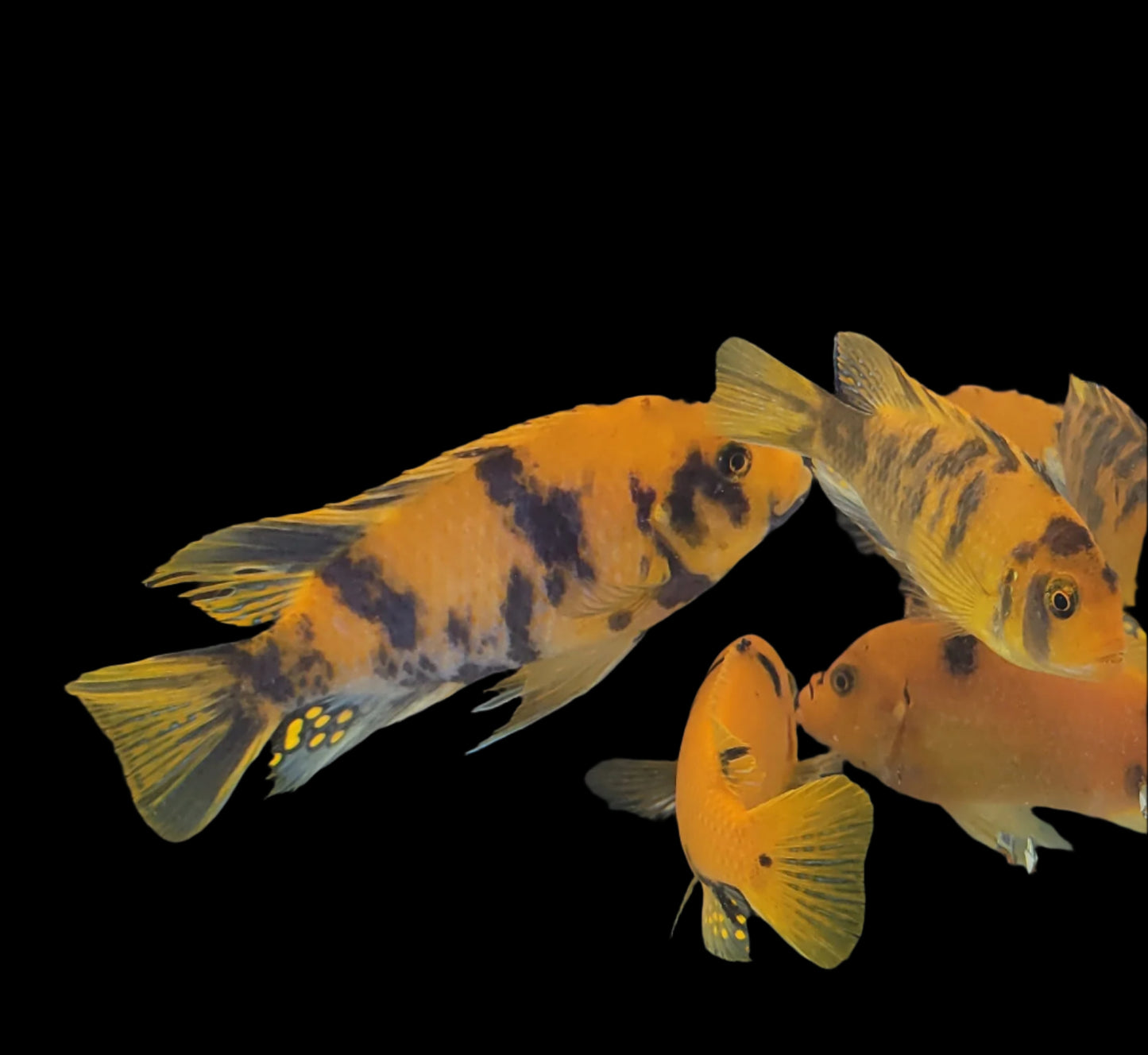 KAWANGA GOLD ZEBRA (Metriaclima .sp zebra gold "Kawanga")