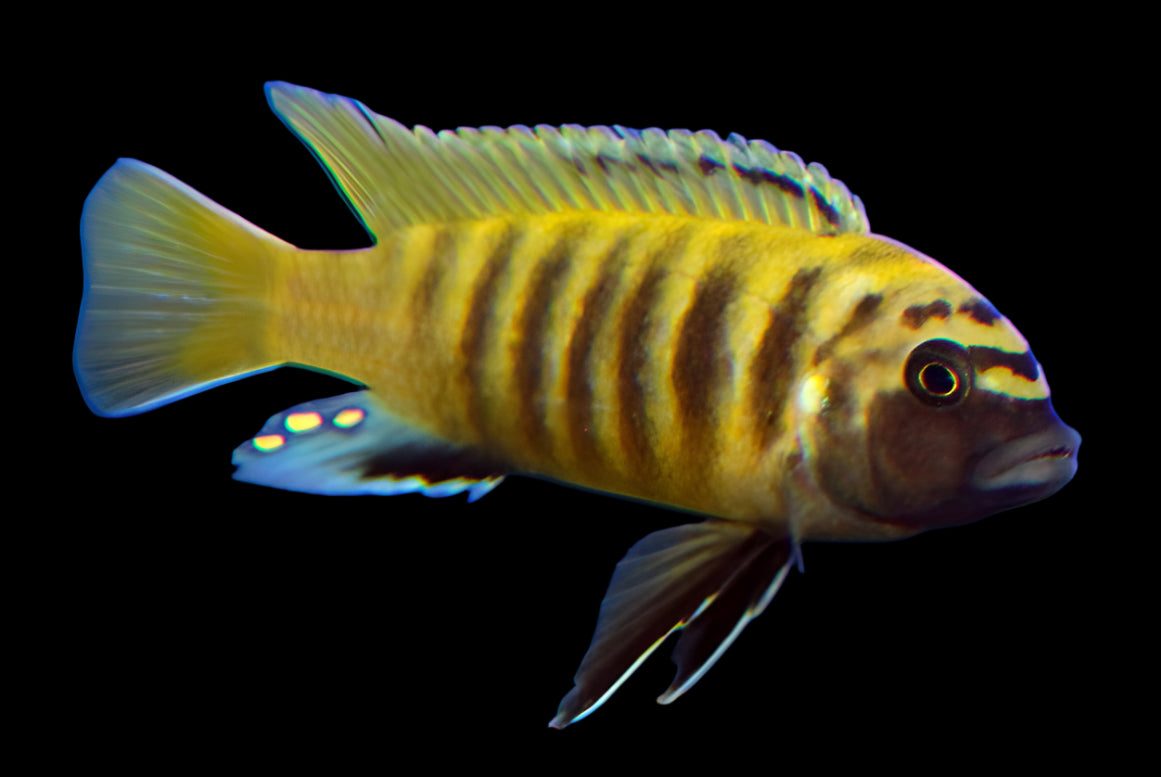 KAWANGA GOLD ZEBRA (Metriaclima .sp zebra gold "Kawanga") - Aquarists Across Canada