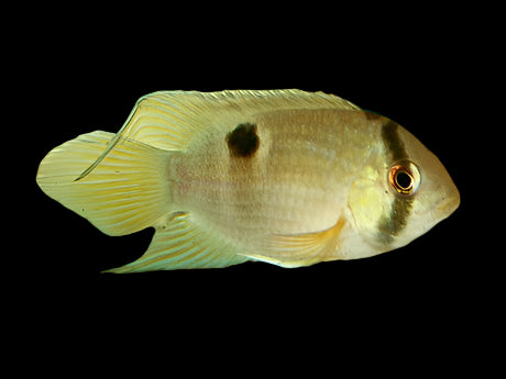 KEYHOLE CICHLID (Cleithracara maronii)