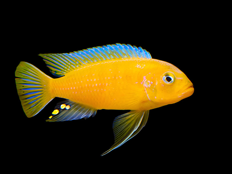 KINGSIZEI (Maylandia .sp Kingsizei *lupingu* - Aquarists Across Canada