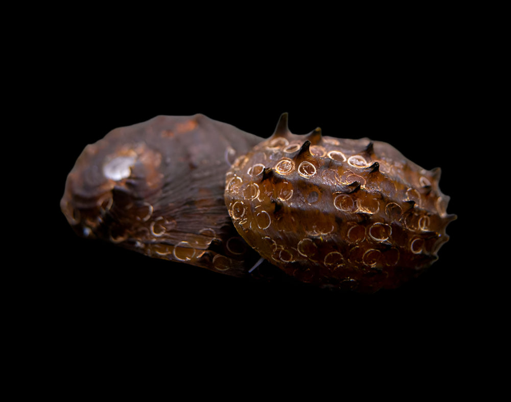 KING KOOPA NERITE SNAIL (Neritina Juttingae)