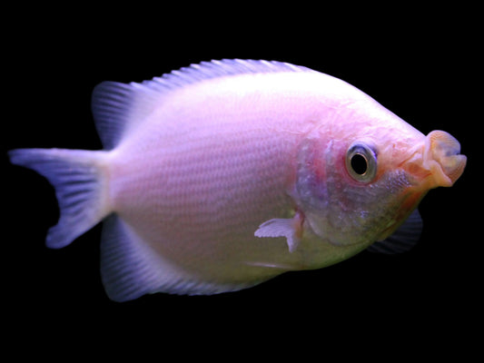 KISSING GOURAMI (Helostoma temminkii)