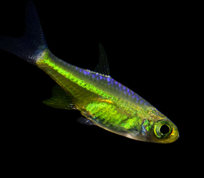 KUBOTAI RASBORA (Microdevario kubotai) - Aquarists Across Canada