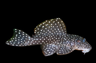 L04 ANGELICUS PLECO (Hypancistrus sp.) LG