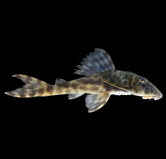 L127 FALSE ZEBRA PLECO (Peckoltia lujani)