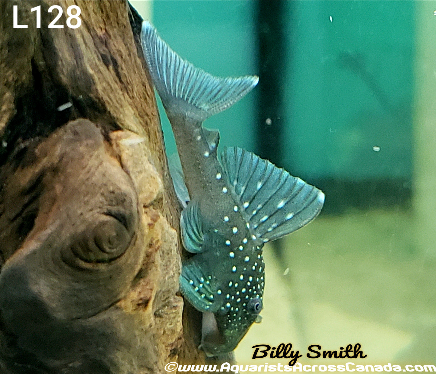 L128 BLUE PHANTOM PLECO (Hemiancistrus sp. L128) 3.5" - Aquarists Across Canada