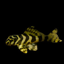 L134 LEOPARD FROG PLECO (Peckoltia compta)