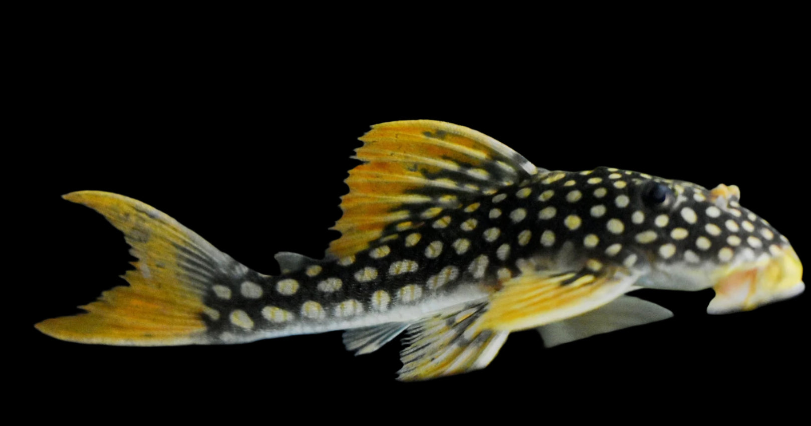 L14 SUNSHINE PLECO (Scobinancistrus aureatus ) - Aquarists Across Canada