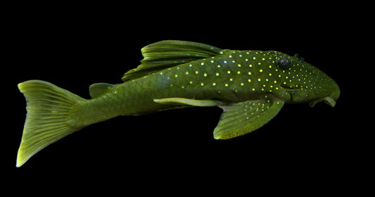 L200 GREEN PHANTOM PLECO (Hemiancistrus subviridis) - Aquarists Across Canada