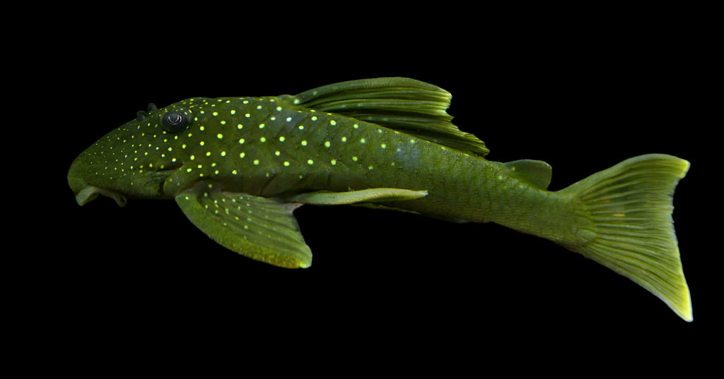 L200 GREEN PHANTOM PLECO (Hemiancistrus subviridis) - Aquarists Across Canada