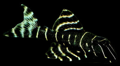 L204 FLASH PLECO (Panaqolus albivermis) - Aquarists Across Canada