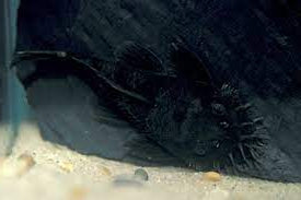 L34 MEDUSA PLECO (Ancistrus ranunculus)