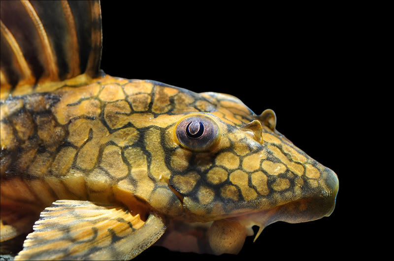 L37 HONEYCOMB PLECO (Hypostomus faveolus)
