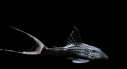 L90C PAPA LYRETAIL PLECO (Panaque Bathyphilus)