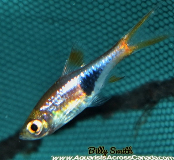 LAMBCHOP RASBORA (Trigonostigma espei) - Aquarists Across Canada