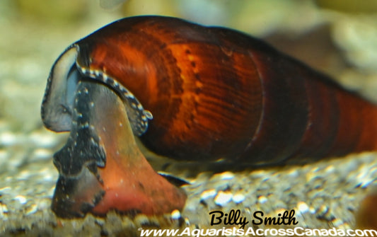 LAVA SNAIL (Faunus ater .Sp) - Aquarists Across Canada