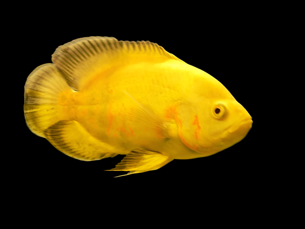 LEMON OSCAR (Astronotus ocellatus)