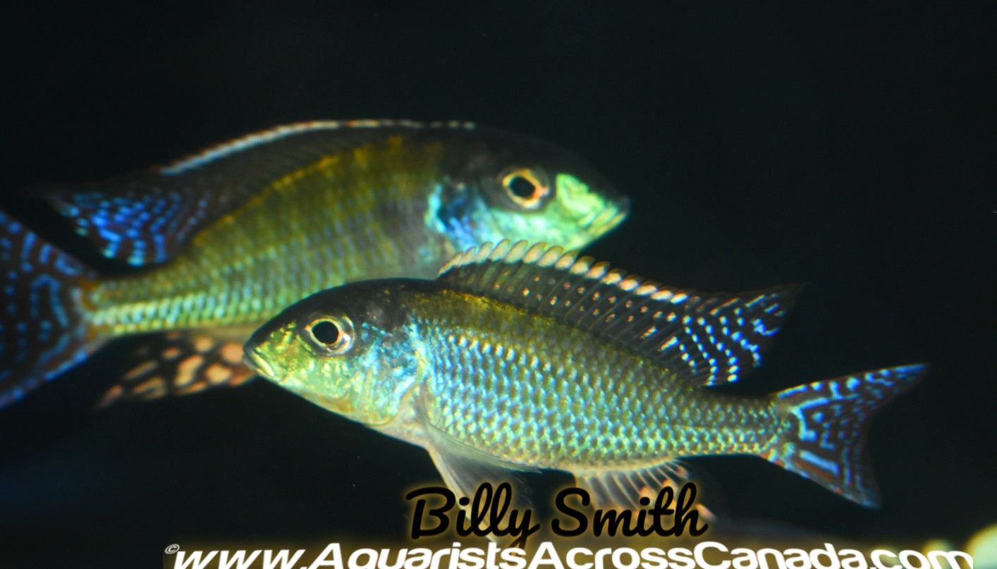 LETHRINOPS ALBUS *KANDE ISLAND* F1 4" MALE - Aquarists Across Canada