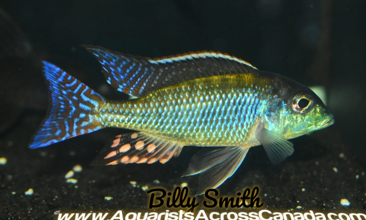 LETHRINOPS ALBUS *KANDE ISLAND* F1 4" MALE - Aquarists Across Canada