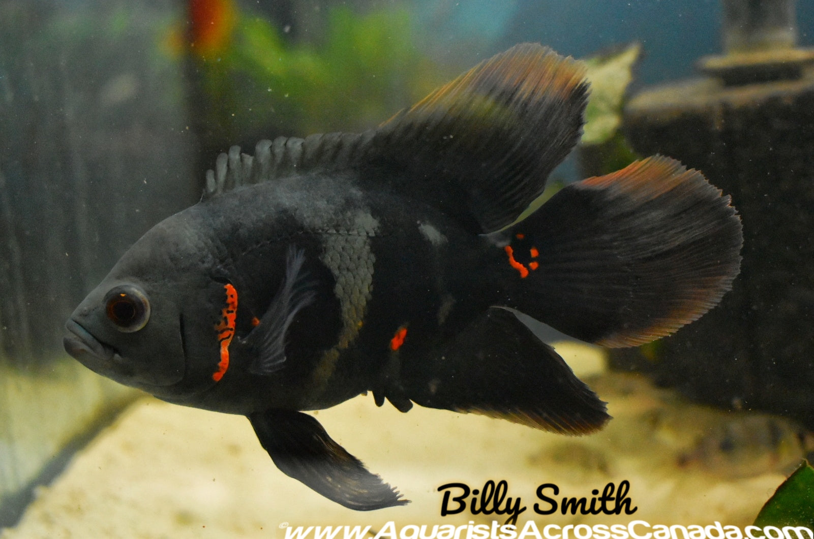 LONGFIN RED TIGER OSCAR (Astronotus ocellatus) - Aquarists Across Canada