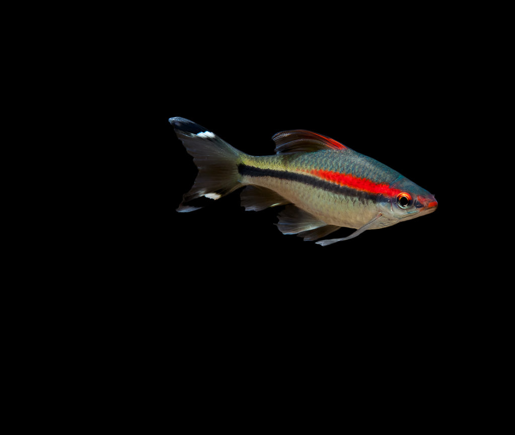 DENISONI BARB (Sahyadria denisonii) 1.5"