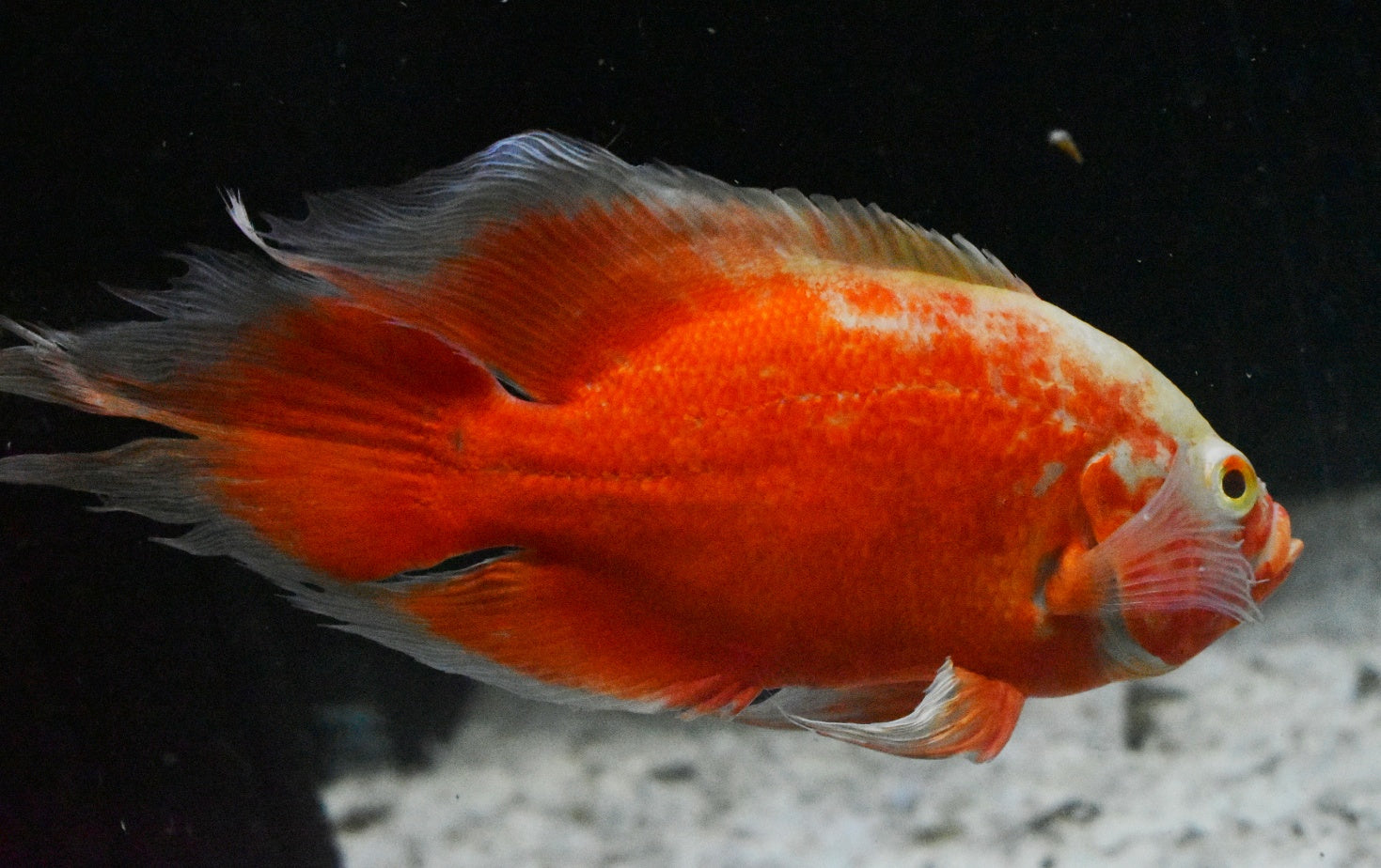 LONGFIN ALBINO RED OSCAR  (Astronotus ocellatus) - Aquarists Across Canada