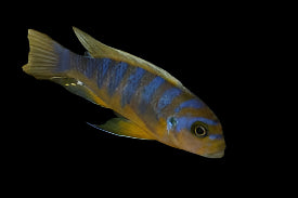 LONG PELVIC MDOKA (Maylandia sp. "zebra long pelvic" Mdoka) - Aquarists Across Canada