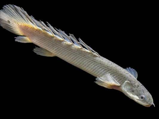 SENEGAL BICHIR *LONGFIN* (Polypterus senegalus. SP Longfin)