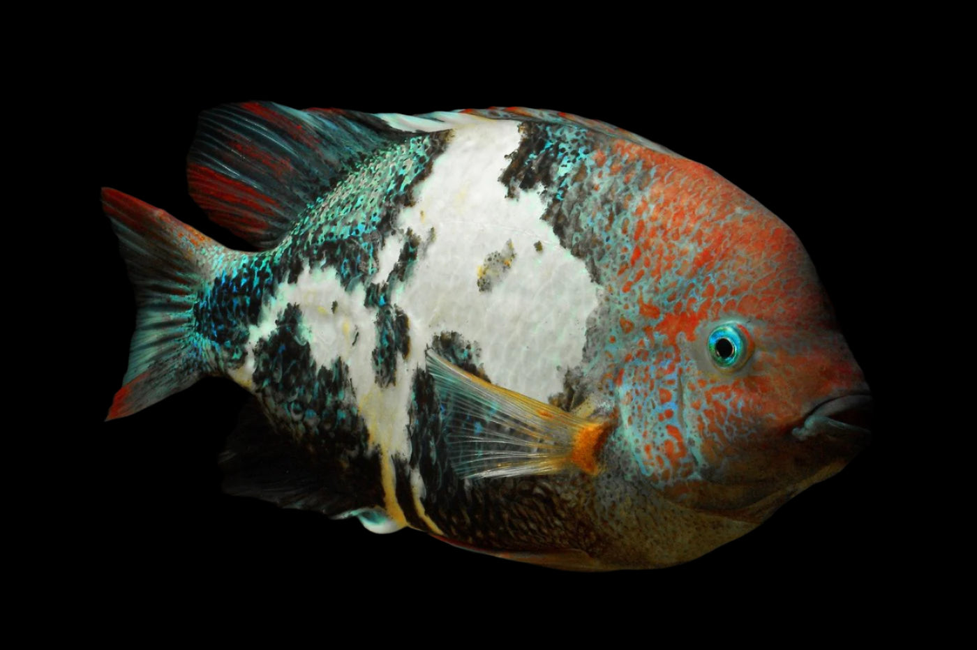 MARBLED FENESTRATUS (Paratheraps fenestratus “Marble sp.”) 1.5-2" (3-5cm) 2404