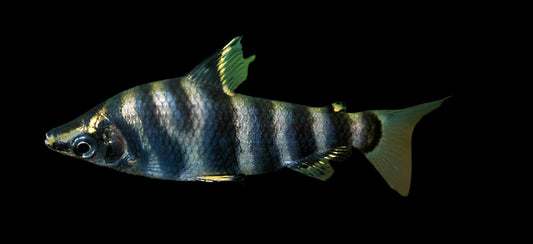 MARBLED HEADSTANDER (Abramites hypselonotus) - Aquarists Across Canada