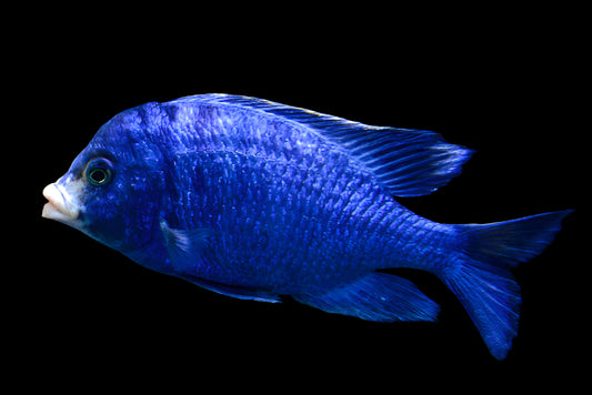 MDOKA WHITE LIPS (Placidochromis Phenochilus Mdoka) - Aquarists Across Canada