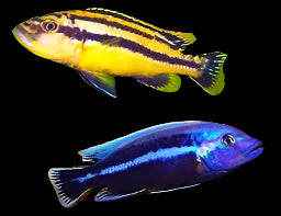 MELANOCHROMIS CHIPOKAE