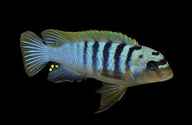 METRIACLIMA HAJOMAYLANDI "POMBO ROCKS" 2.5" - Aquarists Across Canada