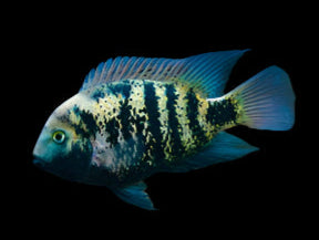 MONTECRISTO CICHLID (Oscura heterospila) - Aquarists Across Canada