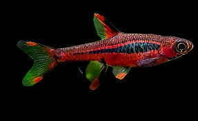 MOSQUITO (CHILI) RASBORA (Boraras sp. brigittae) 2402