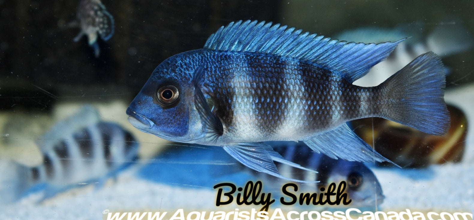 MPIMBWE FRONTOSA (Cyphotilapia gibberosa *Mpimbwe*) - Aquarists Across Canada