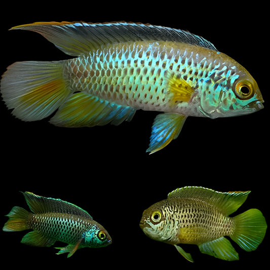 NANNACARA ANOMALA (Nannacara Anomala)