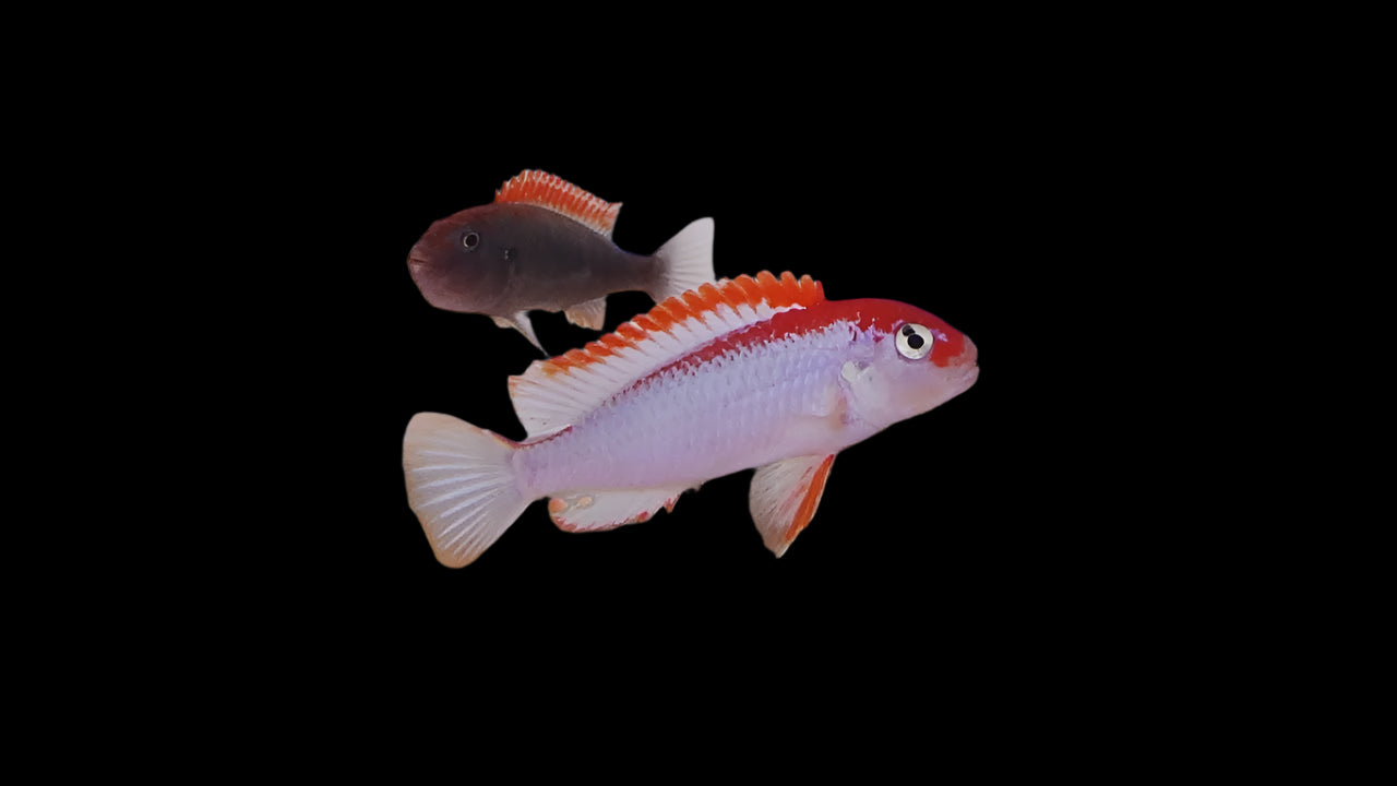 NDUMBI RED TOP (Pseudotropheus perspicax "Ndumbi") - Aquarists Across Canada