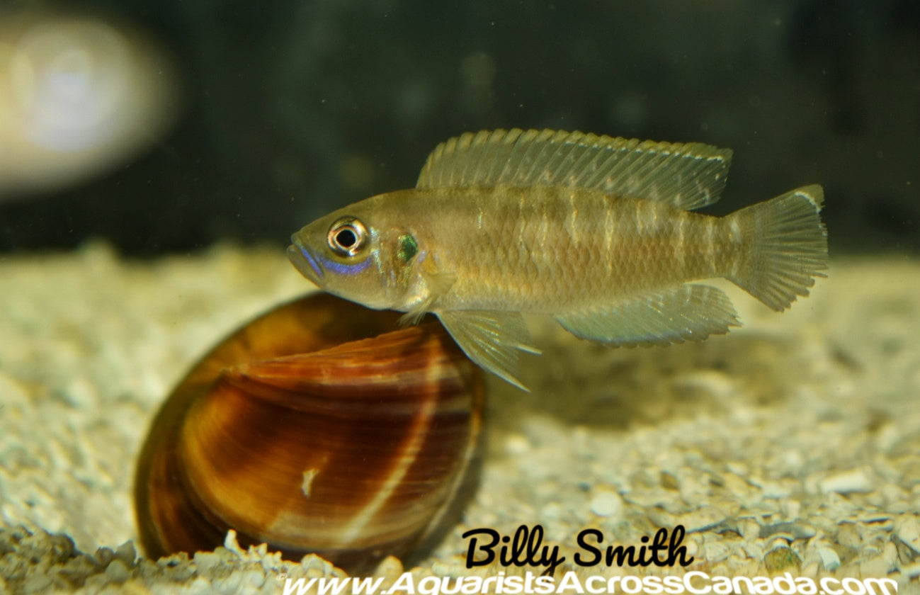 NEOLAMPROLOGUS BREVIS "KATABE" SUNSPOT BREVIS - Aquarists Across Canada