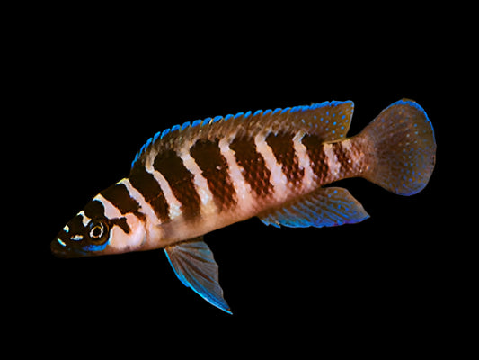 NEOLAMPROLOGUS CYLINDRICUS 2"
