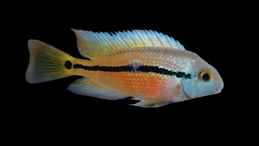 NICARAGUENSE CICHLID (Hypsophrys nicaraguensis)