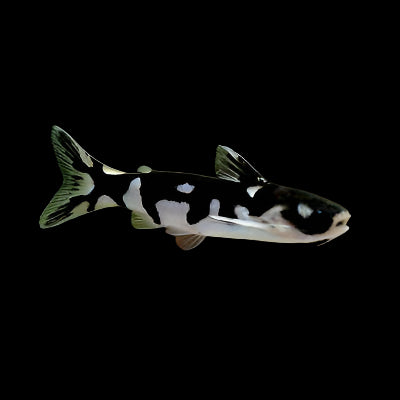 NINJA WOOD CATFISH (tatia musaica)