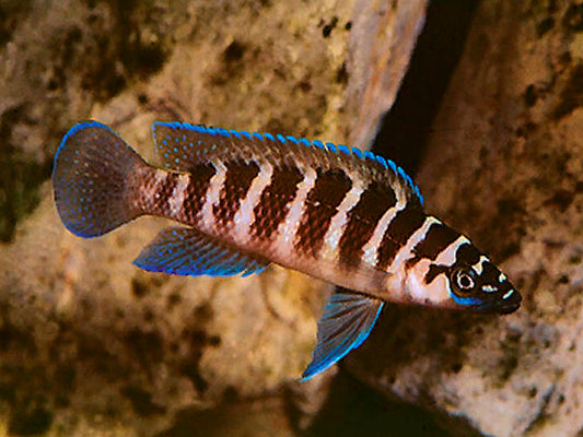 NEOLAMPROLOGUS CYLINDRICUS 1-1.25" 2404