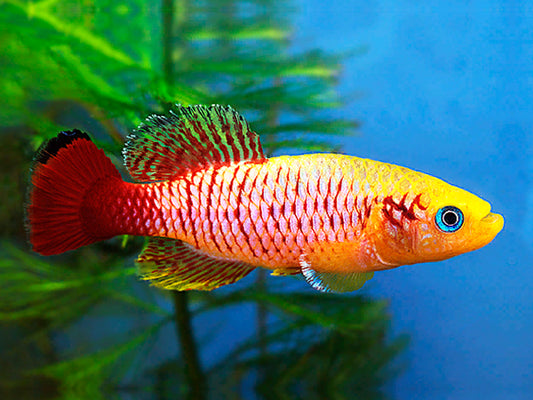 GOLD GUENTHERS KILLIFISH (Nothobranchius Guentheri *Gold*)