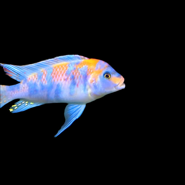 OB ZEBRA (METRIACLIMA ESTHERAE .SP OB) - Aquarists Across Canada
