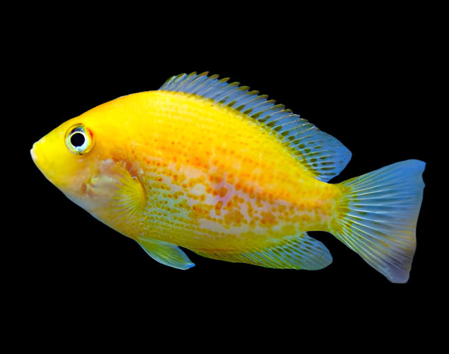 ORANGE CHROMIDE (Etroplus maculatus) - Aquarists Across Canada