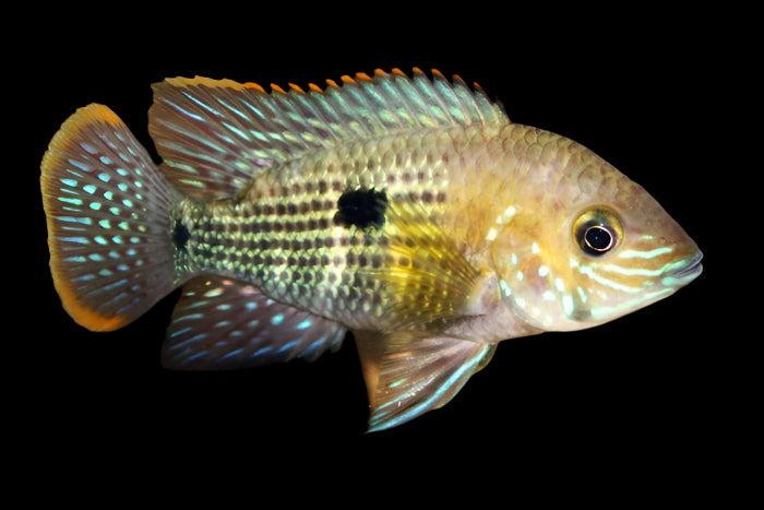 ORANGE SAUM (GREEN TERROR) (Andinoacara rivulatus) 2405
