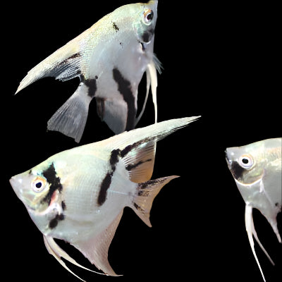 PANDA ANGEL (Pterophyllum "scalare") - Aquarists Across Canada