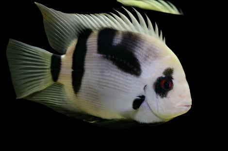 PANDA UARU (Uaru fernandezyepezi) 2-6" - Aquarists Across Canada