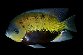 PANTANO CICHLID (Cichlasoma pearsei) - Aquarists Across Canada